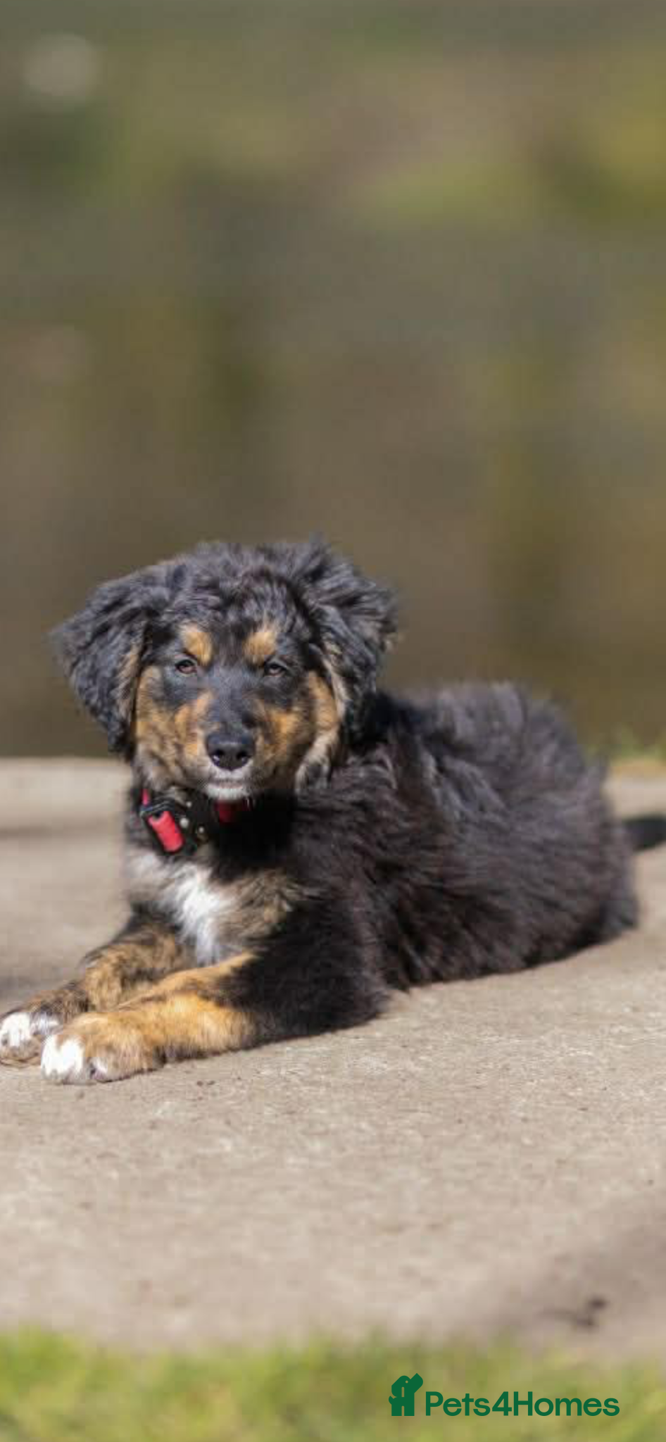 Golden Retriever dogs Pet Trained Golden Retriever x Border Collies - Advert 1