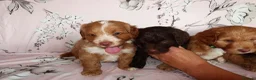 Cockapoo dogs for sale: Beautiful cocker poo puppies available  in Havercroft - Advert 4