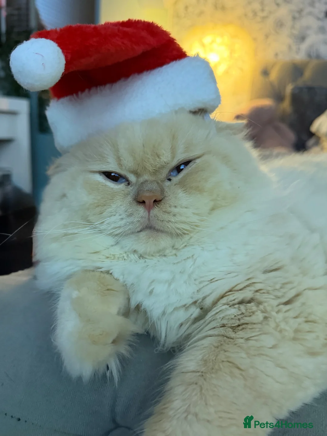 British Shorthair cats for sale: British shorthair kittens ❤️ - Advert 31