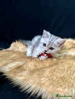 British Shorthair cats - Advert 3