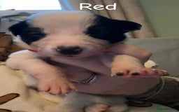 Border Collie dogs for sale: 10 beautiful chunky Border Collies - Image 7