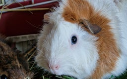 Guinea Pig rodents for sale: 2Female (mum and daughter) + Male Guinea pigs Ip3  - Advert 13