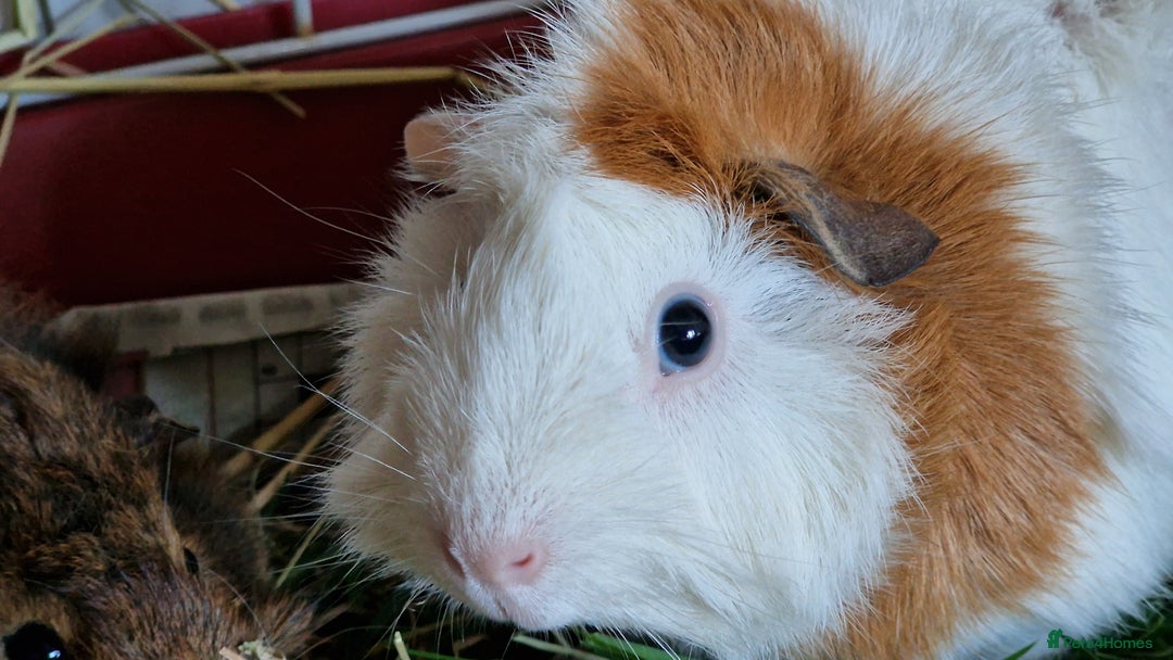 Guinea Pig rodents for sale: 2Female (mum and daughter) + Male Guinea pigs Ip3  - Advert 13