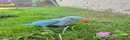 Ringnecks birds for sale: Baby Ringnecks 💥Sold💥 - Advert 7