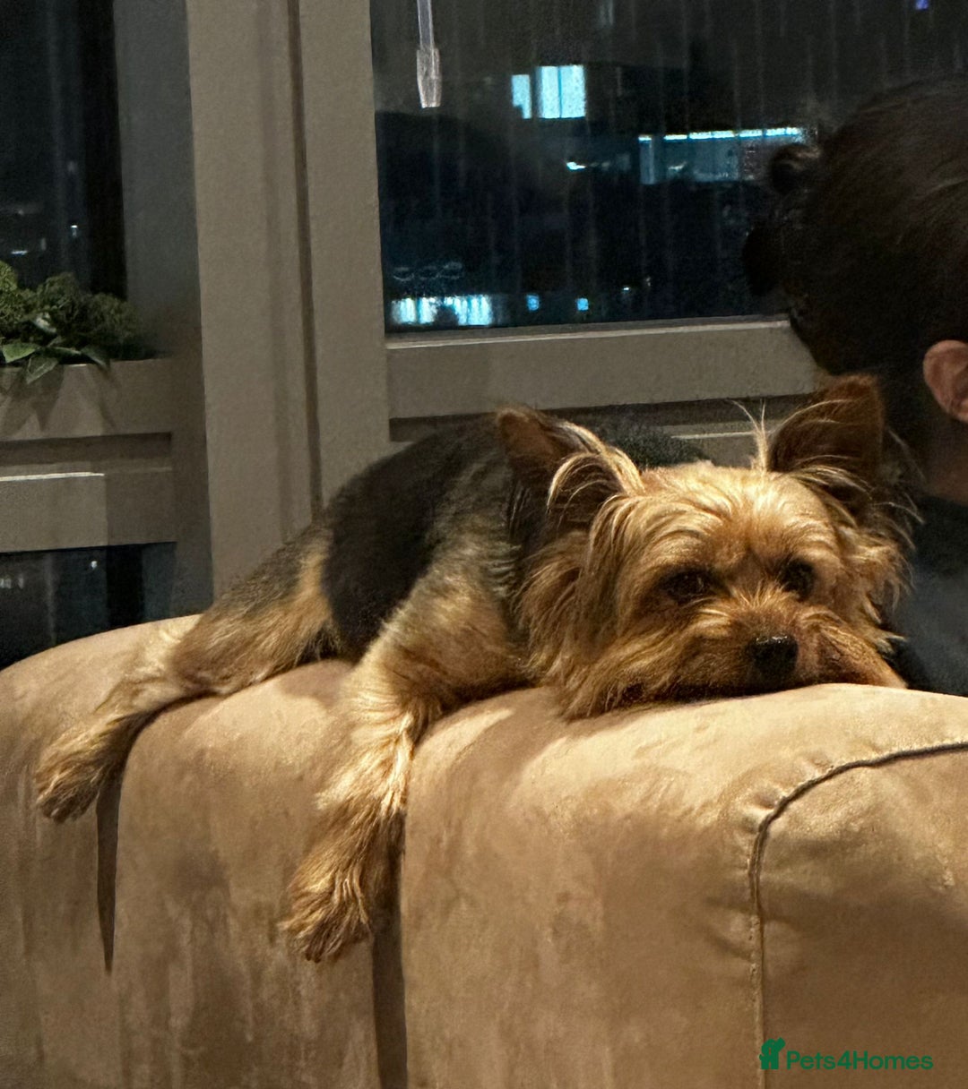 Yorkshire Terrier dogs for sale: Max & Mollie - Image 4