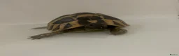 Hermann Tortoise reptiles for sale: Hermann Tortoise needs forever home - Advert 3