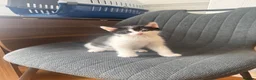 Mixed Breed cats for sale: Two adorable kittens. - Advert 8