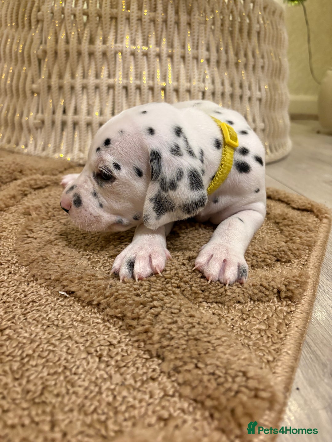 Dalmatian dogs for sale: 5 Generation KC Registered Dalmatians Boys - Advert 29
