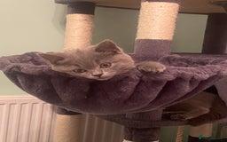 British Shorthair cats for sale: Stunning Pedigree British Shorthair Kittens in Portsmouth - Image 18