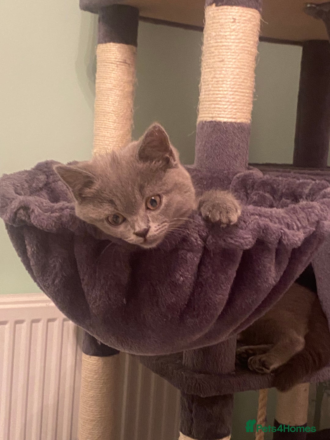 British Shorthair cats for sale: Stunning Pedigree British Shorthair Kittens in Portsmouth - Image 18