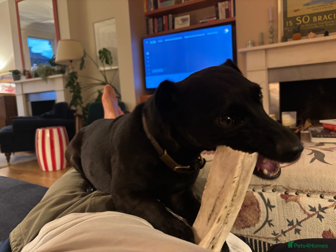 Patterdale Terrier dogs for sale: Patterdale Terrier 5 years F - Image 7