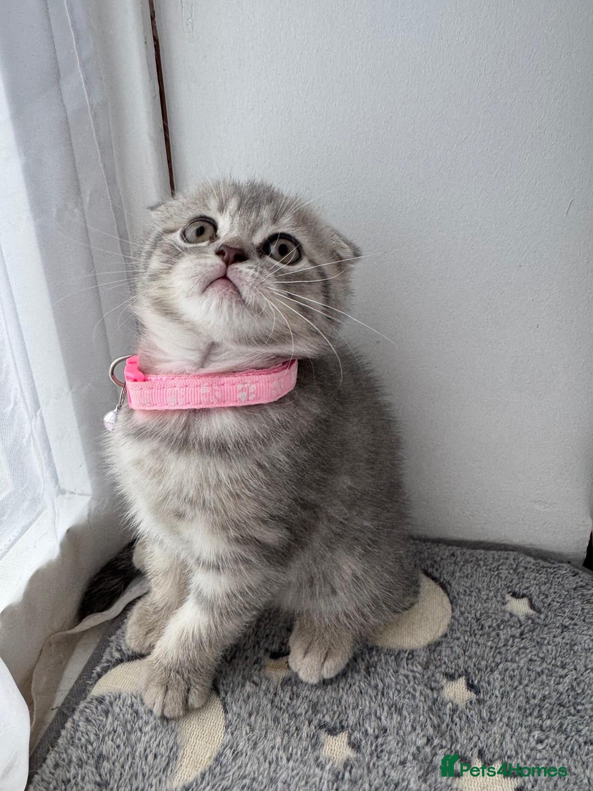 Scottish Fold cats 🐾 PRICE DROP – LAST GORGEOUS KITTEN REMAINING 🐾 - Advert 1