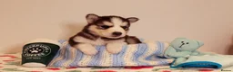 Siberian Husky dogs for sale: Pedigree husky puppies  in Clacton-on-Sea - Advert 17