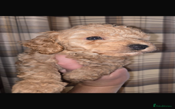 Toy Poodle dogs for sale: Stunning toy poodles  - Image 6
