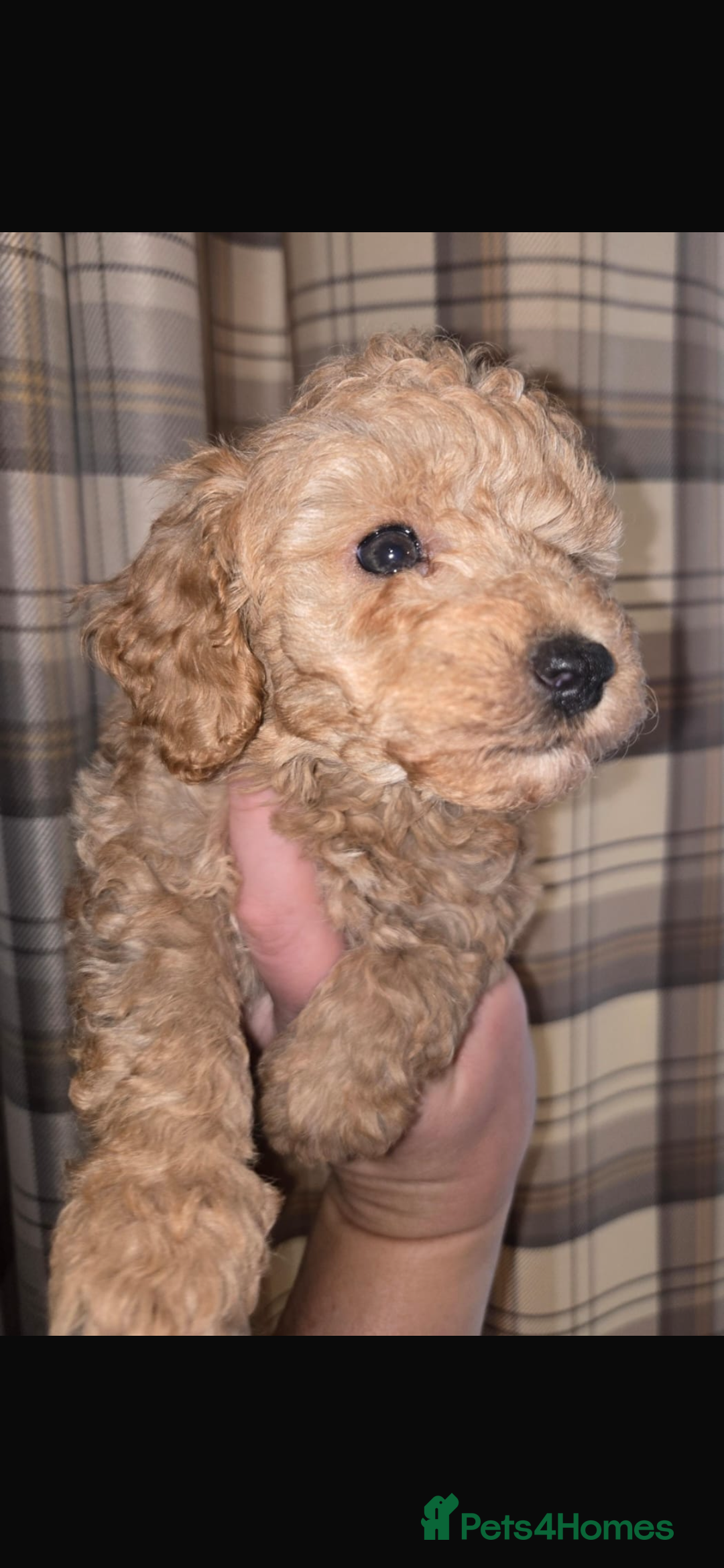 Toy Poodle dogs for sale: Stunning toy poodles  - Image 6