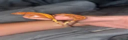 Gecko reptiles for sale: Ackie monitor and crested geckos - Advert 5