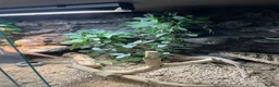Bearded Dragon reptiles for sale: bearded dragon with all accessories  - Advert 3