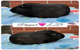 Guinea Pig rodents for sale: Female guinea pigs  - Image 4