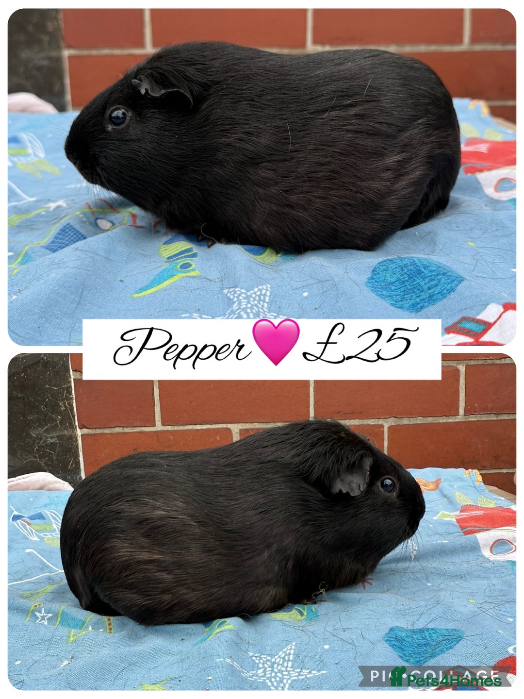 Guinea Pig rodents for sale: Female guinea pigs  - Image 4