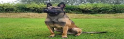 Belgian Shepherd Dog dogs for sale: Belgian malinois puppy's  - Advert 2