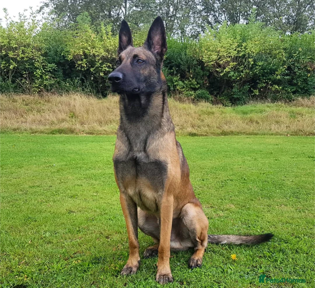 Belgian Shepherd Dog dogs for sale: Belgian malinois puppy's  - Advert 2
