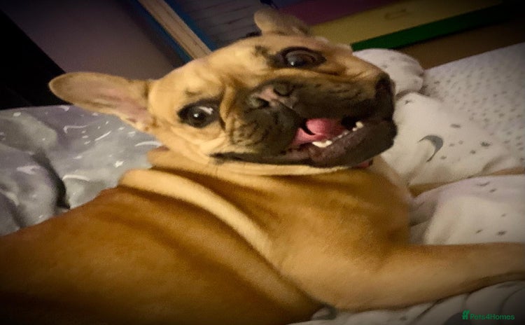 French Bulldog dogs ❤️DORIS-LITTLE FRENCHIE GIRL WITH BIG PERSONALITY - Advert 7