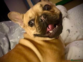 French Bulldog dogs ❤️DORIS-LITTLE FRENCHIE GIRL WITH BIG PERSONALITY - Advert 7