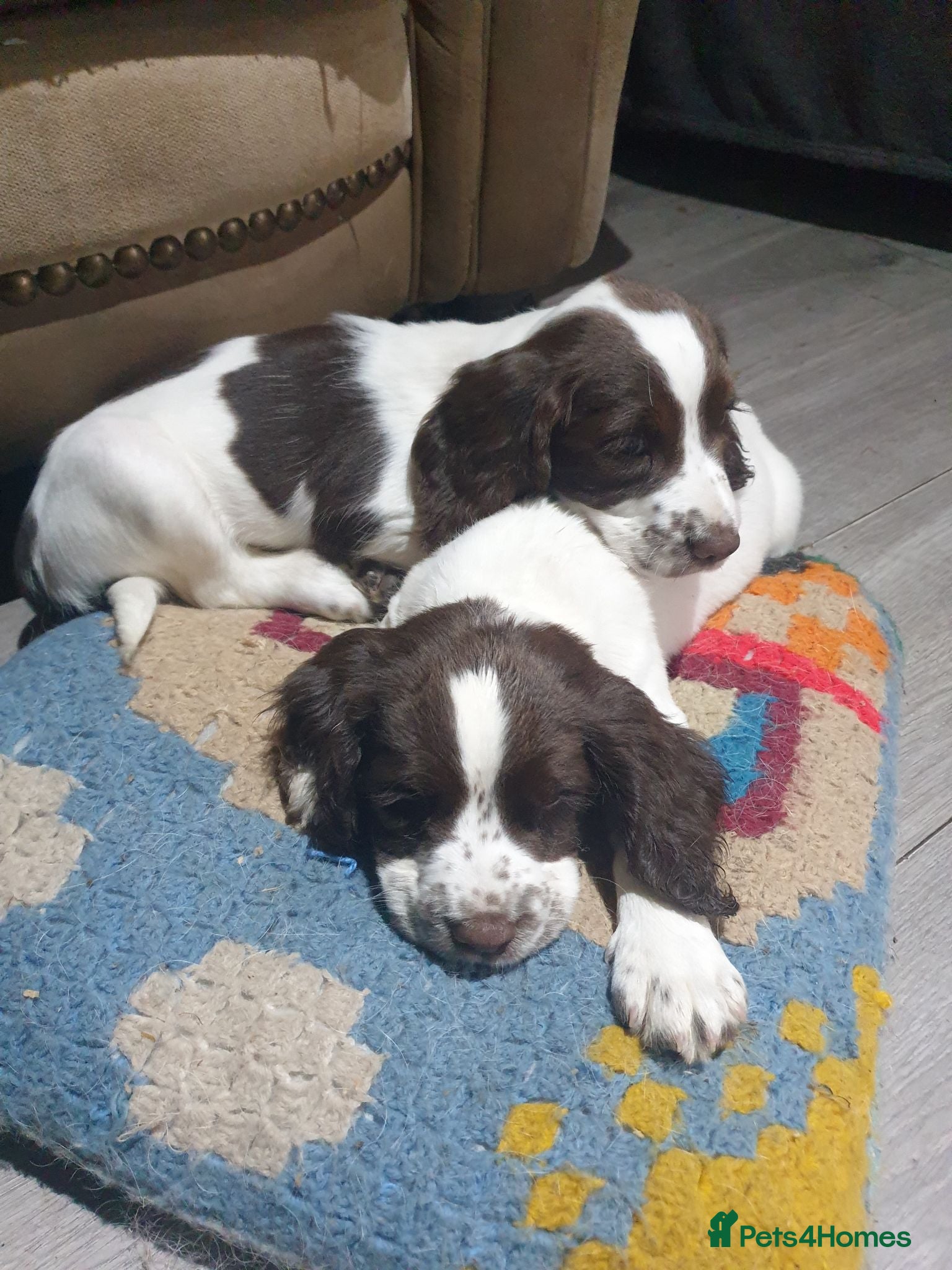English Springer Spaniel dogs 2 kc registered boy dogs  - Advert 11