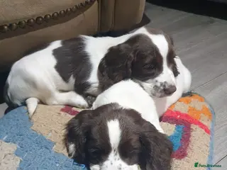 English Springer Spaniel dogs 2 kc registered boy dogs ready now - Advert 2