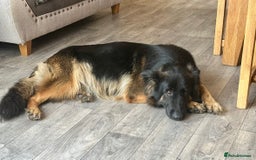 German Shepherd dogs for sale: Beautiful Litter of German Shepherd Puppies - Image 14