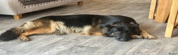 German Shepherd dogs for sale: Beautiful Litter of German Shepherd Puppies - Advert 14