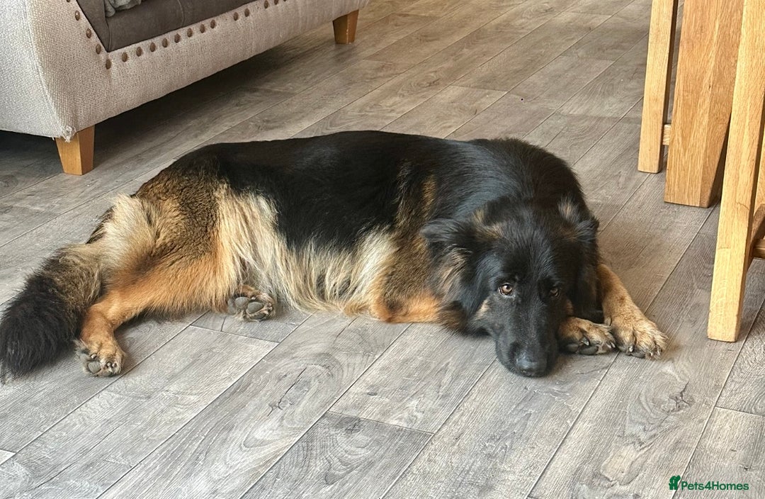 German Shepherd dogs for sale: Beautiful Litter of German Shepherd Puppies - Image 14