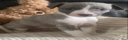 Whippet dogs for sale: NEW KIDS ON THE BLOCK /STUNNING  RKC LITTER  - Advert 7