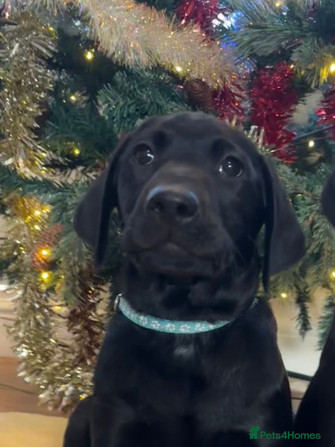 Labrador Retriever dogs for sale: KC Fully Health Tested Outstanding Working Line - Advert 6