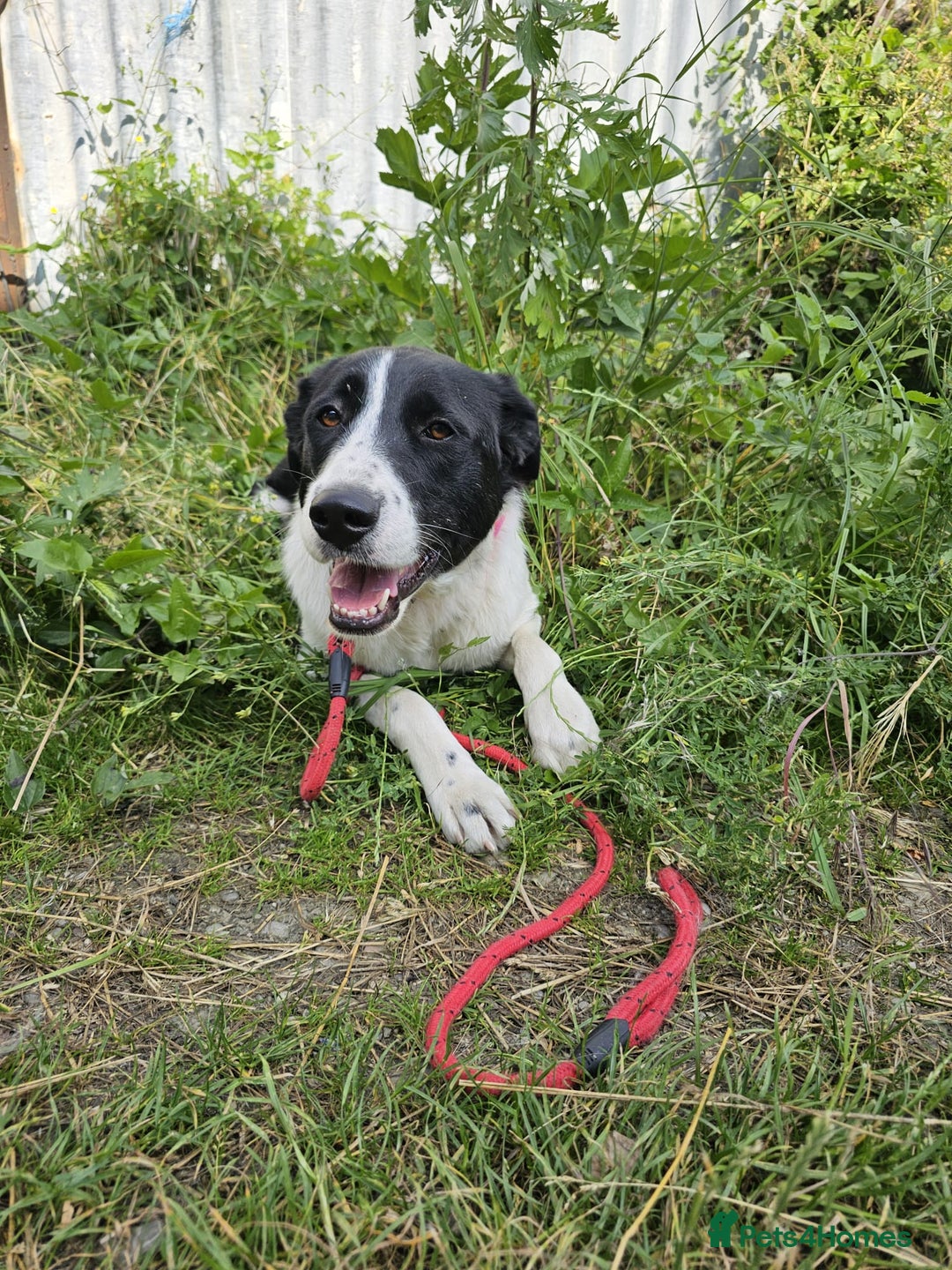 Mixed Breed dogs for adoption: 🐾 Meet Nala 🐾 - a loyal girl - for a Loving Home - Advert 4