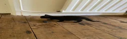 Mixed Breed cats for sale: Gorgeous Silver and Black Tabbies Ready Now.  - Advert 10