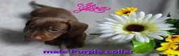 Dachshund dogs for sale: 8 Mini daxis smooth coat (kc reg optional) - Advert 25