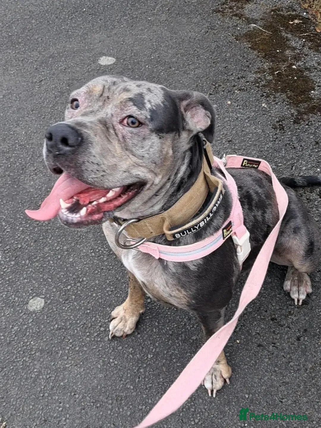 Cane Corso dogs for sale: Polly - Advert 1