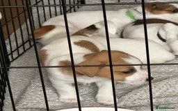 Jack Russell dogs for sale: Jack Russell Pups - Image 4
