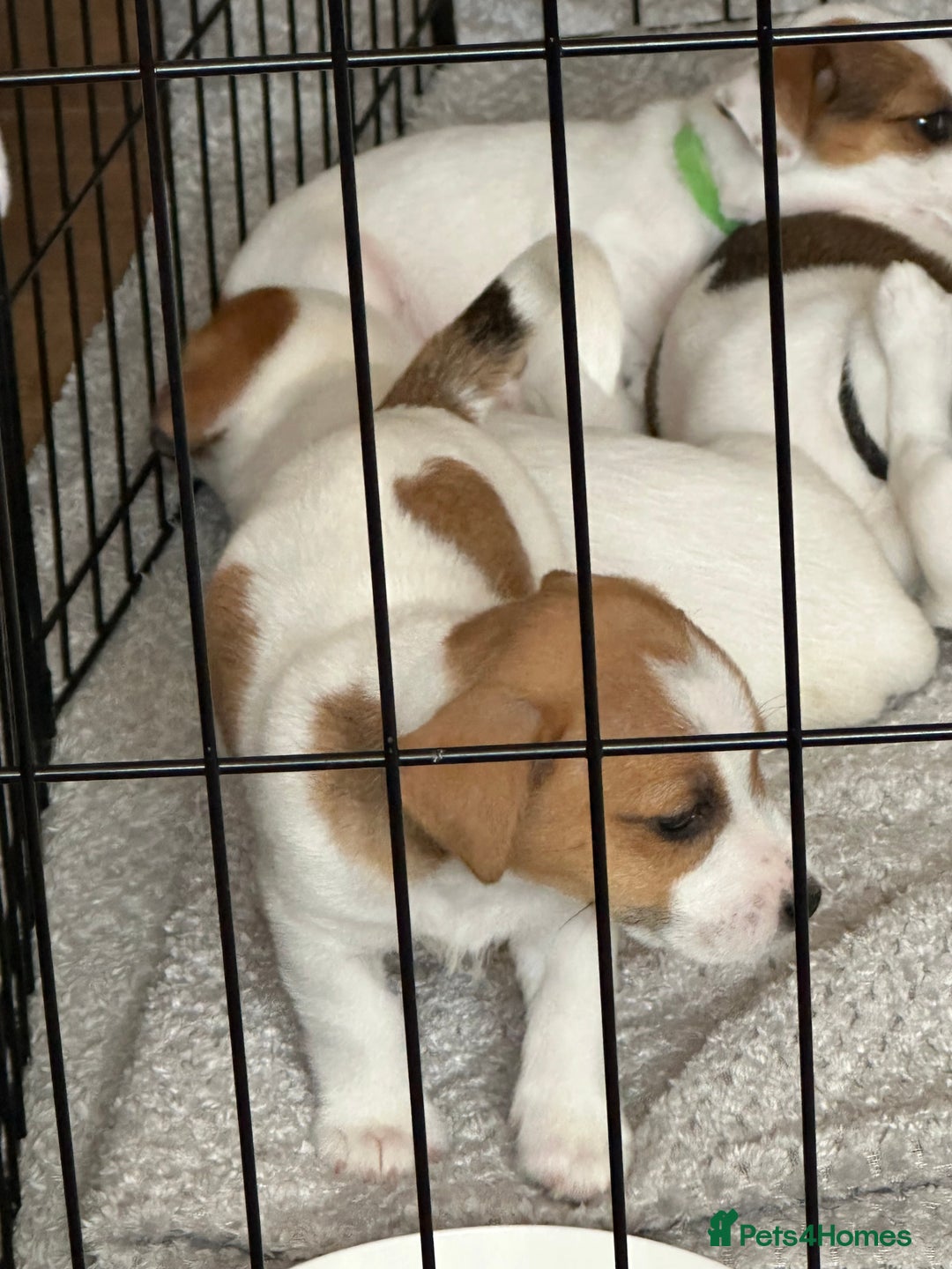 Jack Russell dogs for sale: Jack Russell Pups - Image 4