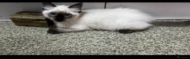 Ragdoll 2
