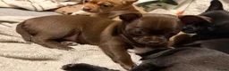 Chihuahua dogs for sale: Beautiful Chihuahua Pups - Last Puppy - Advert 8