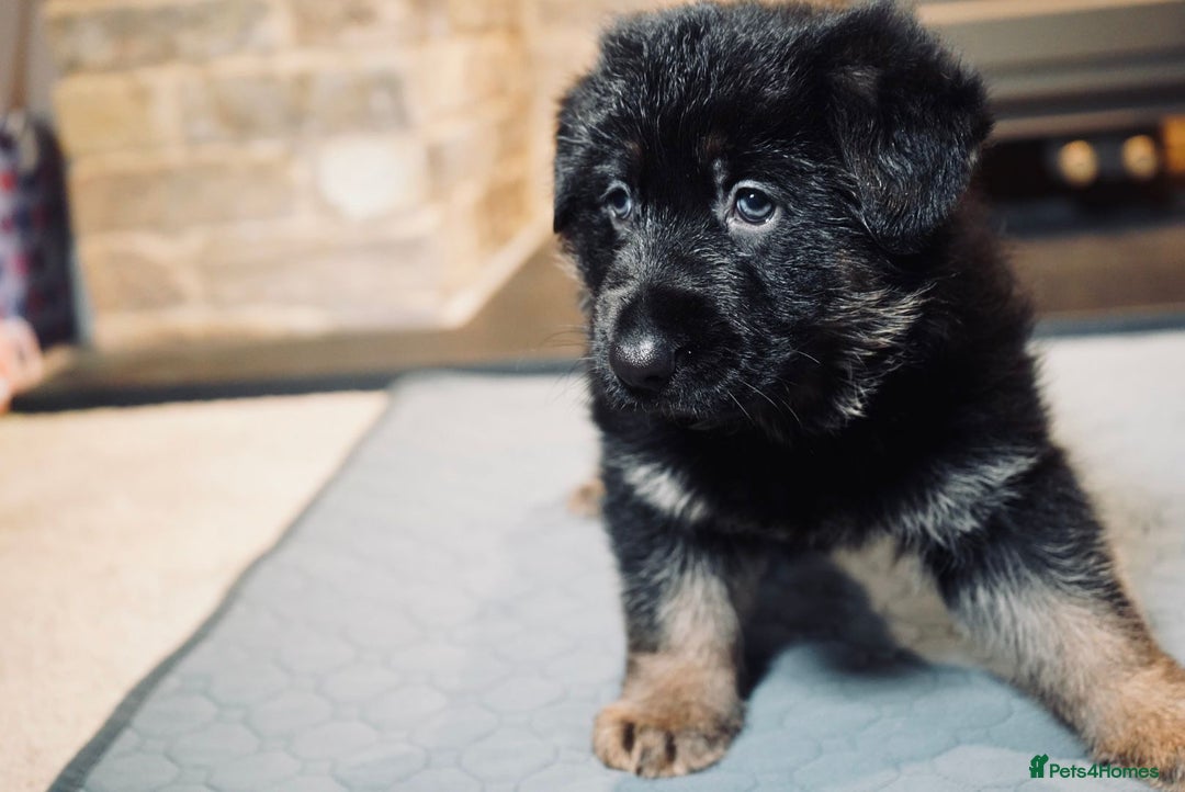 German Shepherd dogs for sale: KC Registered German Shepard Babies 🐾🐾🐾 - Advert 8