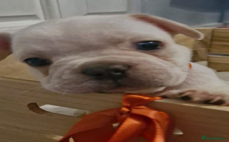 French Bulldog dogs - Advert 11