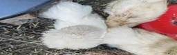 Chickens poultry for sale: USA silkie chicks/ hatching eggs CPQ quails - Advert 20