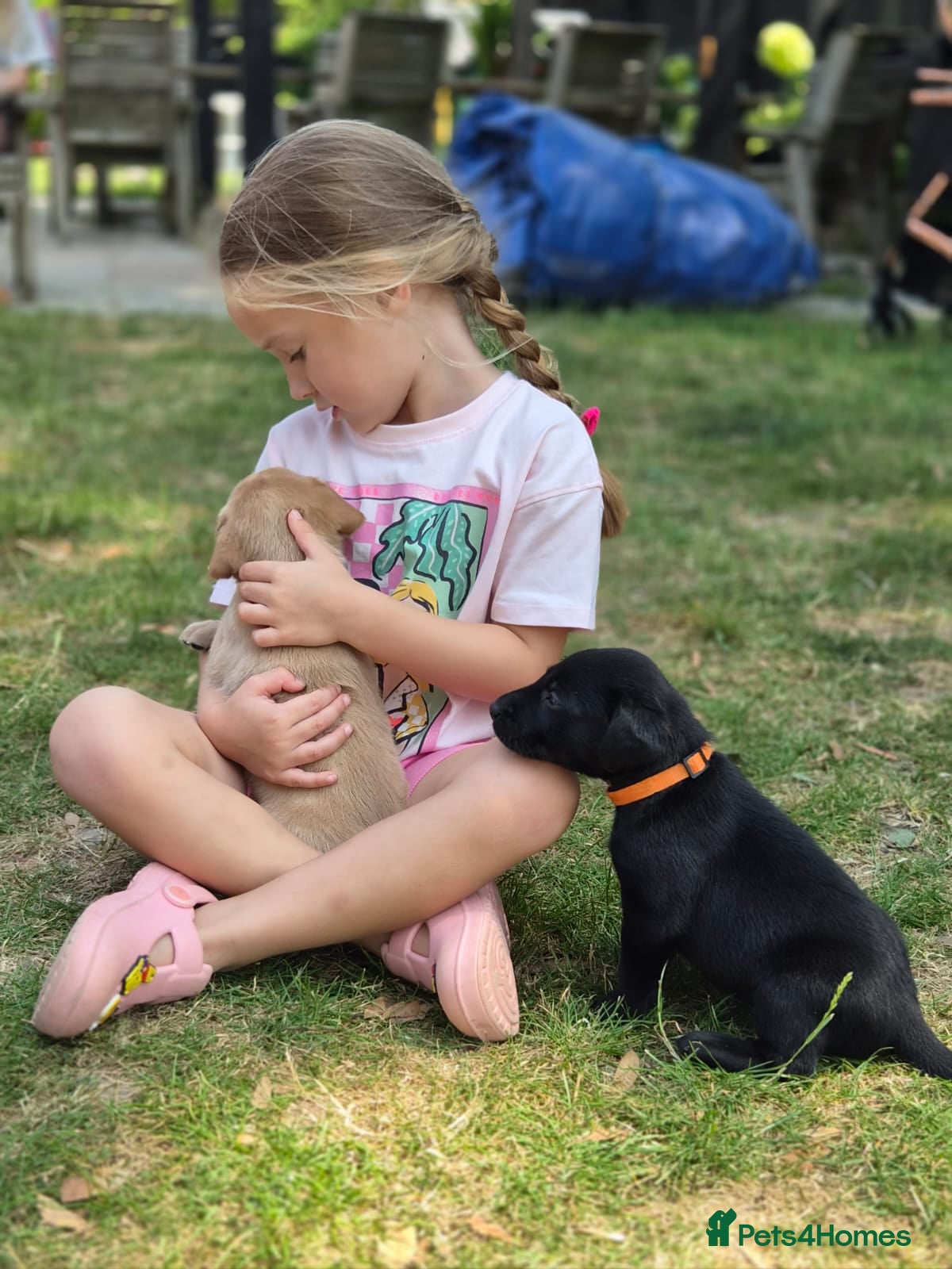 Labrador Retriever dogs Adorable KC registered Labrador puppies  - Advert 2