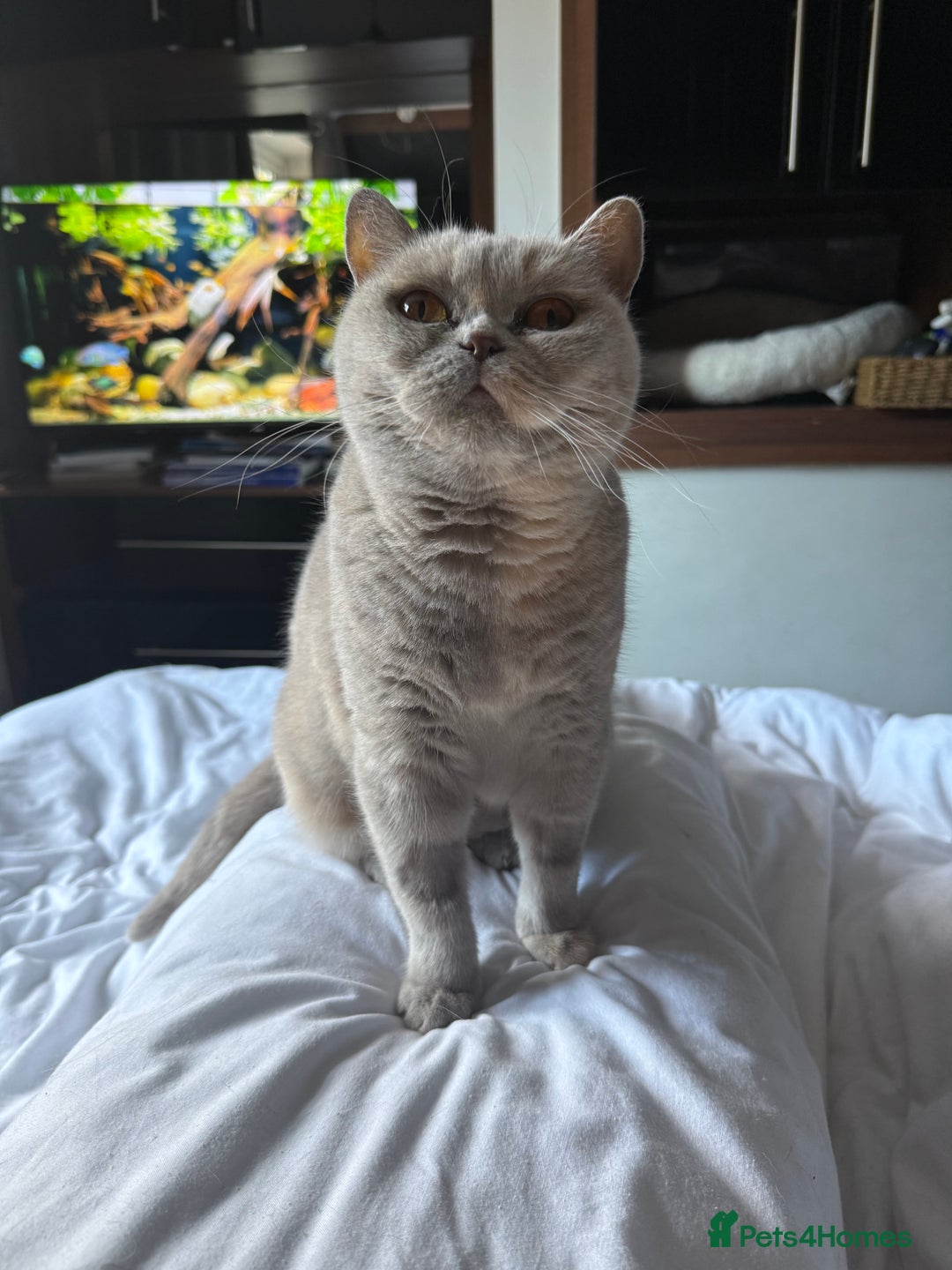 British Shorthair cats for sale: Beautiful lilac tortie British Shorthair  - Image 2