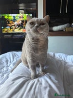 British Shorthair cats - Advert 14