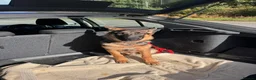 German Shepherd dogs for sale: GSD 5 month old  in Mansfield - Advert 3