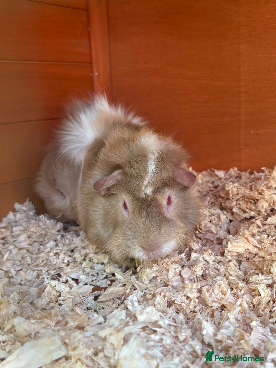 Guinea Pig rodents for sale: Male Guinea pigs looking for amazing forever homes - Advert 1